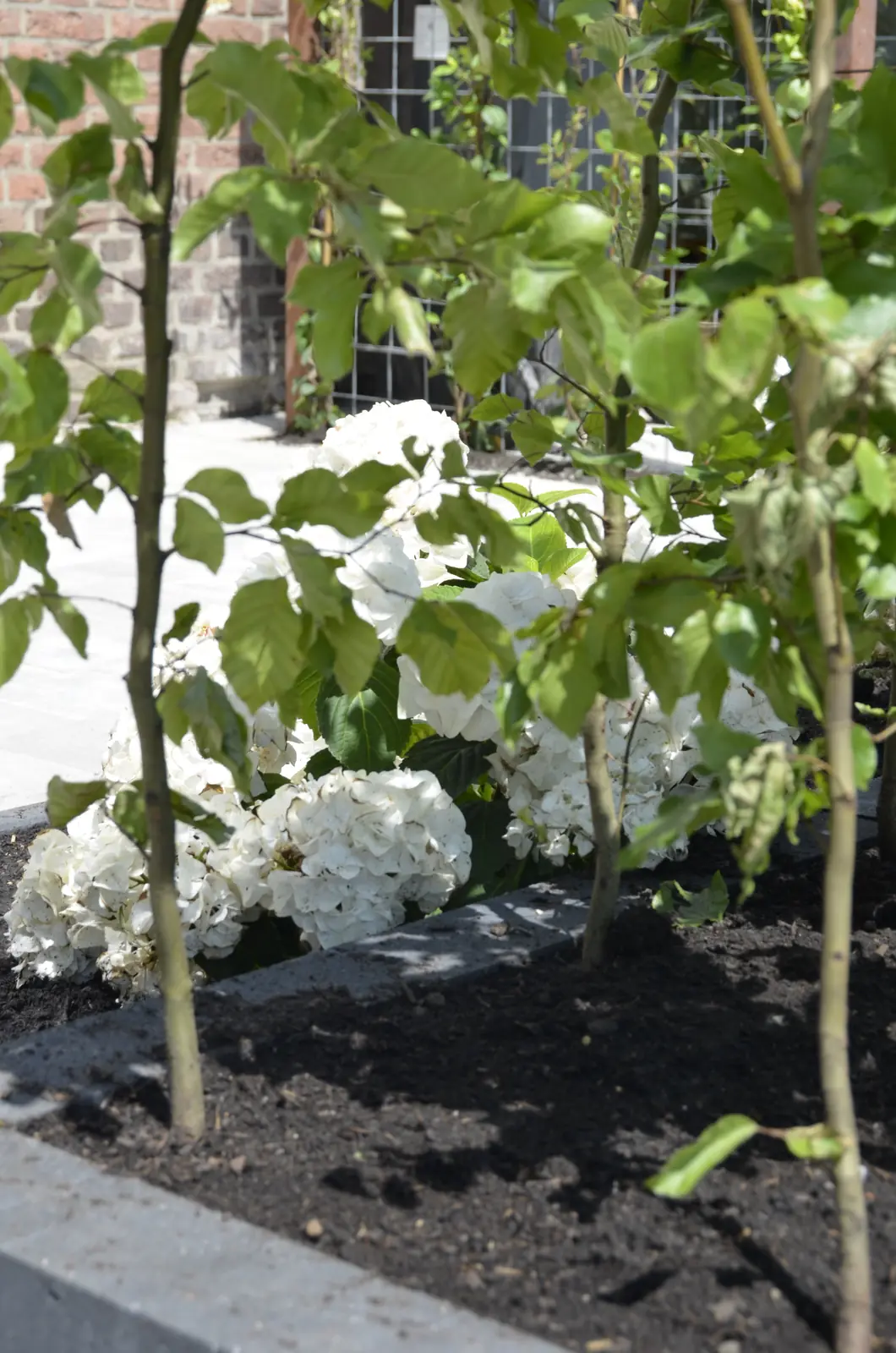 Jonge meerstammige boom boven een bed witte hortensia's — Rotterdam-Schiebroek