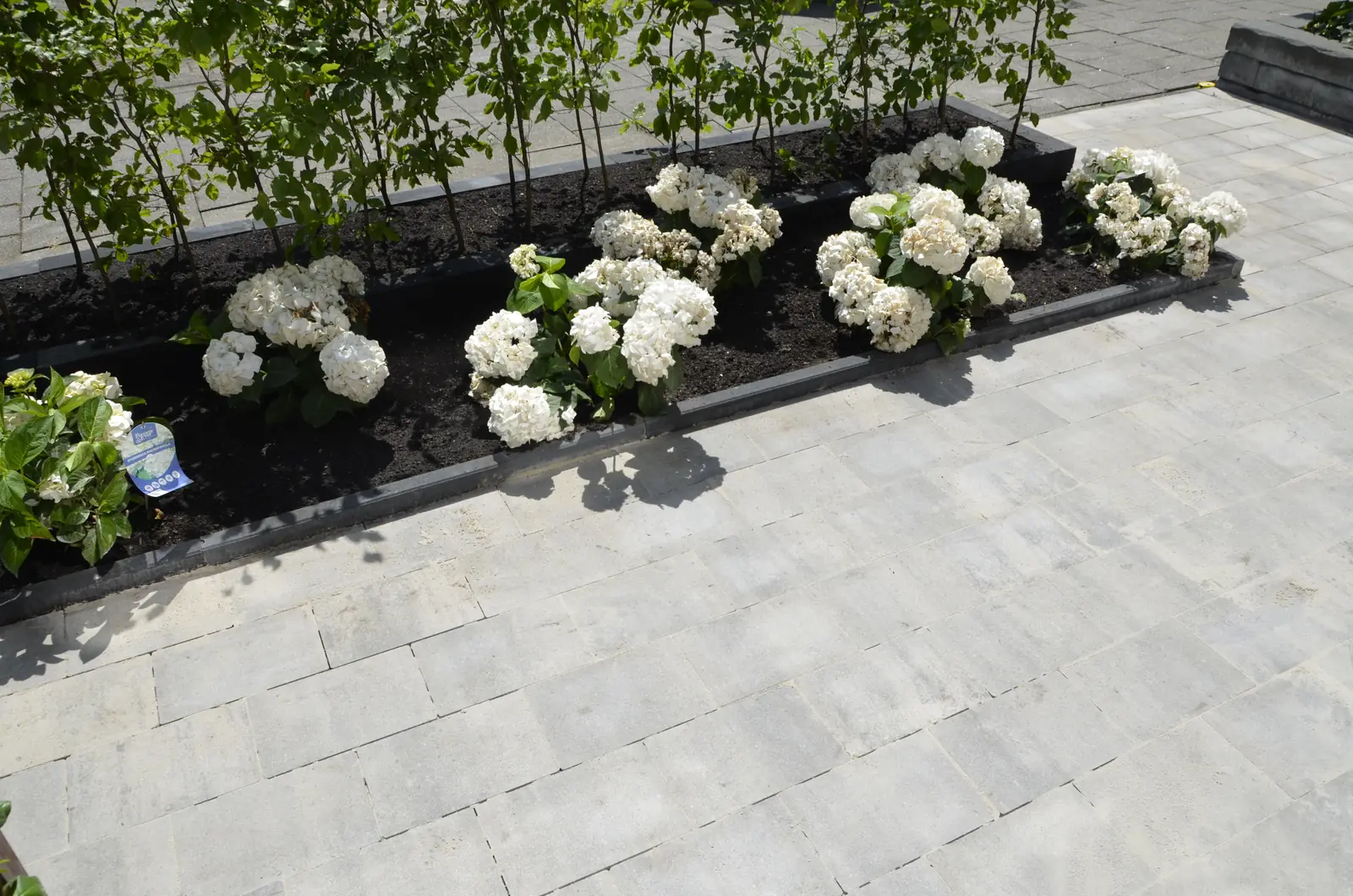 Rij witte hortensia's langs de bestrating naar de voordeur — Rotterdam-Schiebroek