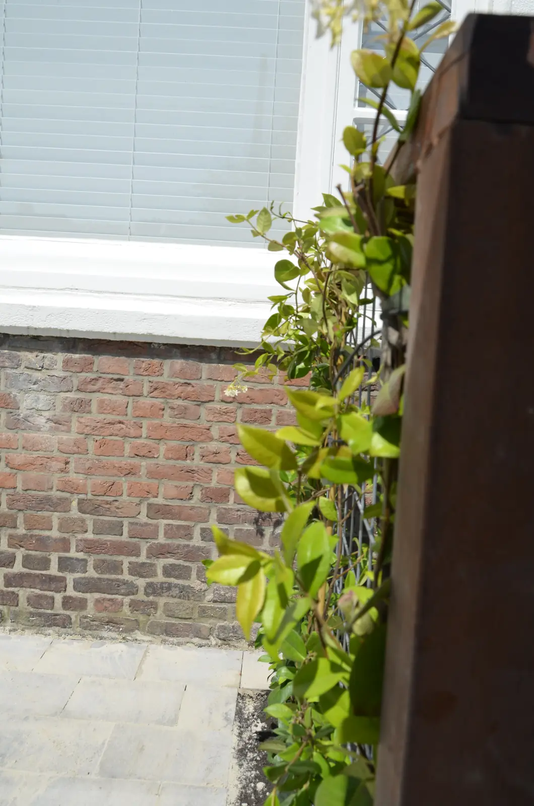 Klimplant langs het cortenstalen rek tegen de bakstenen gevel — Rotterdam-Schiebroek